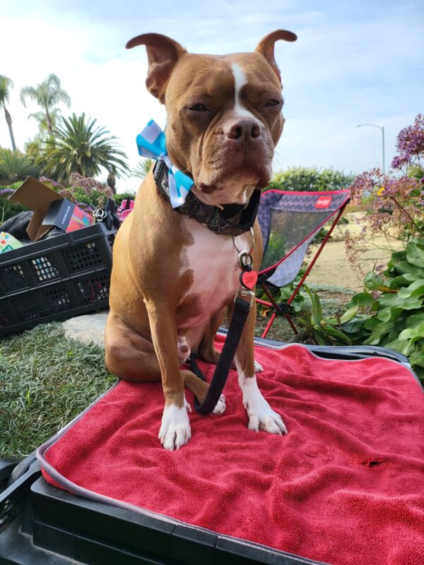 Sit n Wait training during doggie daycare Santa Monica