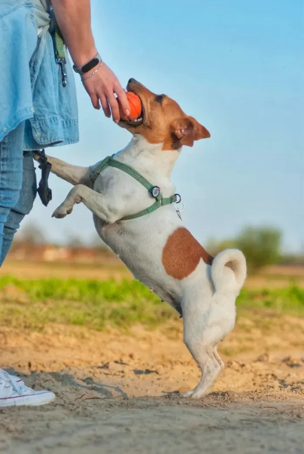 Jack learns "come recall" during a game of fetch during SMP doggie daycare.