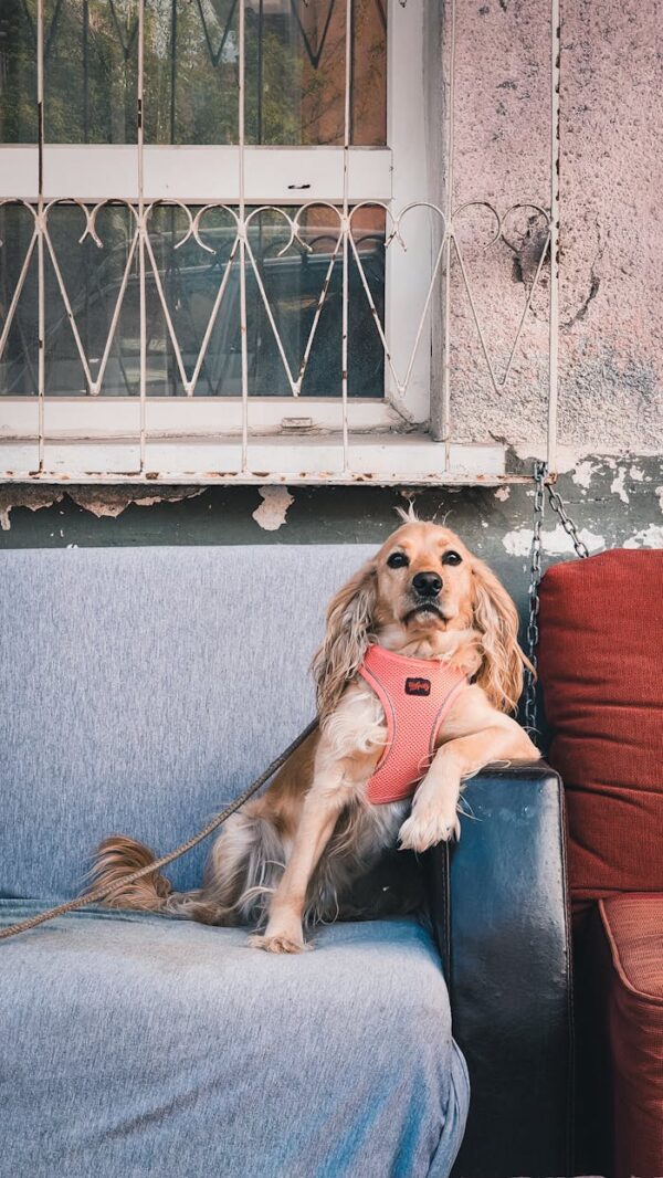 Pet sits on couch during pet sitting stay